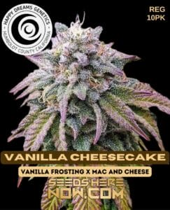 Vanilla Cheesecake (regular) - Happy Dreams Genetics