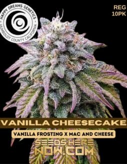 Happy Dreams Genetics - Vanilla Cheesecake {REG} [10pk]Happy Dreams Genetics - Vanilla Cheesecake {REG} [10pk]