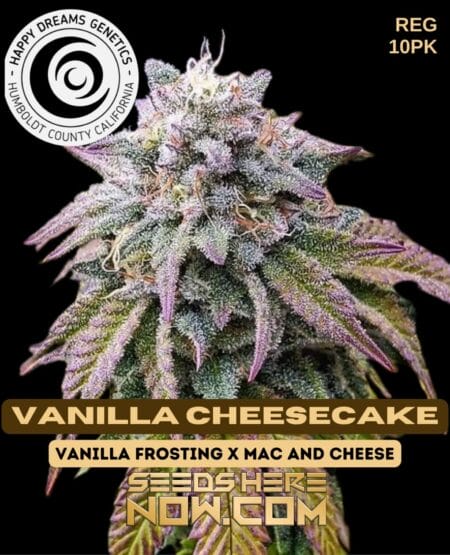 Happy Dreams Genetics - Vanilla Cheesecake {reg} [10pk]