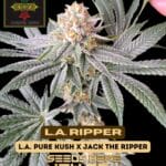 L.A. Ripper (Regular) - Irie Genetics