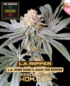 L.A. Ripper (Regular) - Irie Genetics