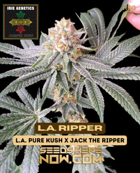 Irie Genetics - L.a. Ripper {reg}