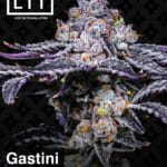 Gastini (Feminized) - LIT Farms