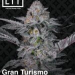 Gran Turismo (Feminized) - LIT Farms