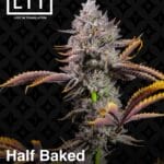 Half Baked (Feminized) - LIT Farms