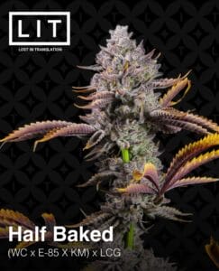 Half Baked (feminized) - Lit Farms