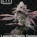Lemon Cherry Gelato S1 (Feminized) - LIT Farms
