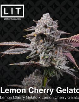 LIT Farms - Lemon Cherry Gelato S1 {FEM} *PREORDER*Lit Farms - Lemon Cherry Gelato S1 {fem}