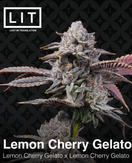 Lemon Cherry Gelato S1 (Feminized) (space) LIT Farms