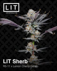 Lit Sherb (feminized) - Lit Farms