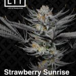Strawberry Sunrise (Feminized) - LIT Farms