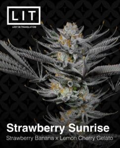 Strawberry Sunrise (Feminized) - LIT Farms