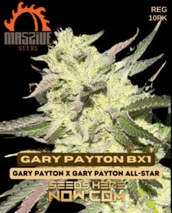 Gary Payton Bx1 (regular) - Massive Seeds