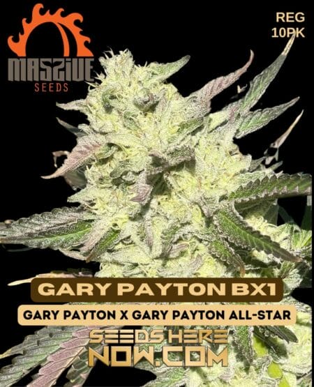 Gary Payton Bx1 (regular) - Massive Seeds