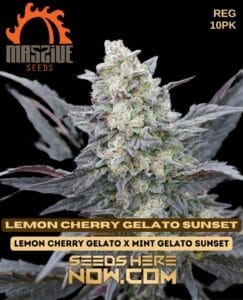 Lemon Cherry Gelato Sunset (regular) - Massive Seeds