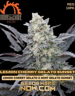 Massive Seeds - Lemon Cherry Gelato Sunset {REG} [10pk]Massive Seeds - Lemon Cherry Gelato Sunset {REG} [10pk]