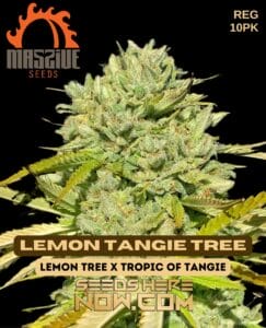 Lemon Tangie Tree (regular) - Massive Seeds