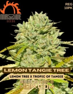 Massive Seeds - Lemon Tangie Tree {REG} [10pk]Massive Seeds - Lemon Tangie Tree {REG} [10pk]