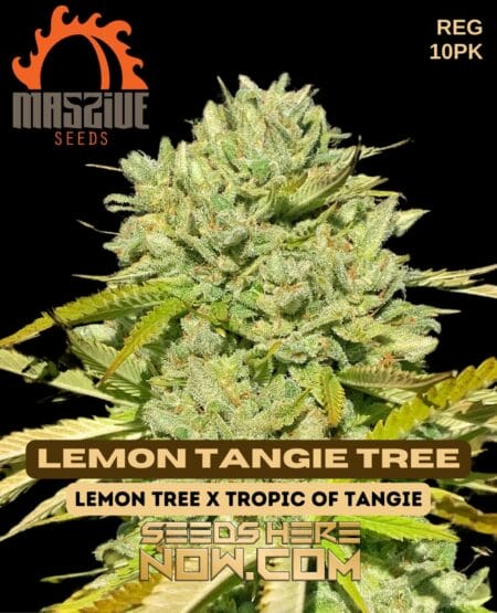 Massive Seeds - Lemon Tangie Tree {reg} [10pk]