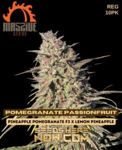 Pomegranate Passionfruit (regular) - Massive Seeds