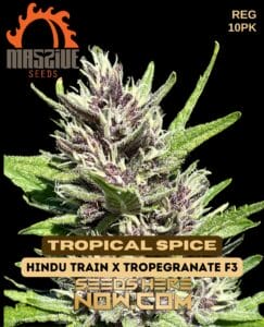 Tropical Spice (regular) - Massive Seeds