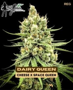 Dairy Queen (regular) - Mz Jill Genetics