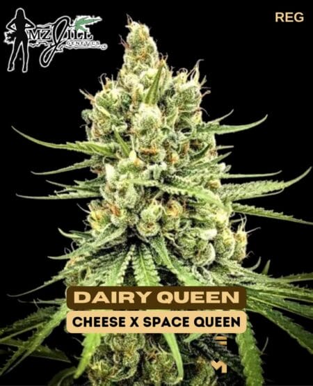 Mz Jill Genetics - Dairy Queen Reg