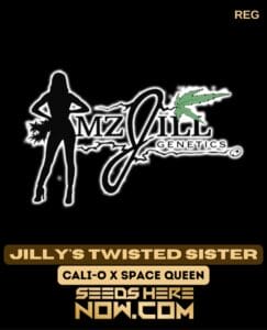 Jilly's Twisted Sister (regular) - Mz Jill Genetics