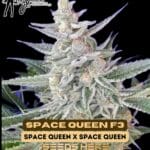 Space Queen F3 (Regular) - Mz Jill Genetics