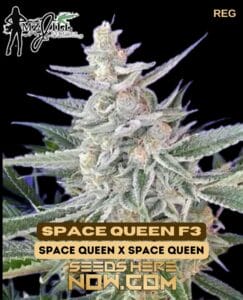 Space Queen F3(regular) - Mz Jill Genetics