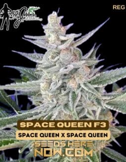 Mz Jill Genetics - Space Queen F3 {REG}Mz Jill Genetics - Space Queen F3 {REG}