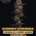 Cherry Chimera (Feminized) - Nasha Genetics