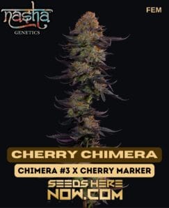 Cherry Chimera (feminized) - Nasha Genetics