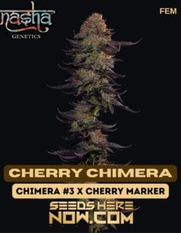Nasha Genetics - Cherry Chimera {FEM}Nasha Genetics - Cherry Chimera {FEM}