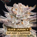Gas Junky (Feminized) - Nasha Genetics