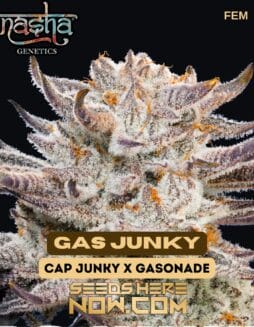 Nasha Genetics - Gas Junky {FEM}Nasha Genetics - Gas Junky {FEM}