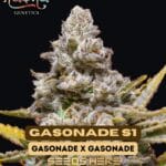Gasonade S1 (Feminized) - Nasha Genetics