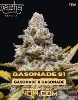 Nasha Genetics - Gasonade S1 {FEM}Nasha Genetics - Gasonade S1 {FEM}