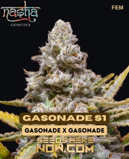 Nasha Genetics - Gasonade S1 {fem}