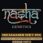 No Mames Wey #14 (Feminized) - Nasha Genetics