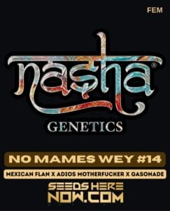 No Mames Wey #14 (feminized) - Nasha Genetics
