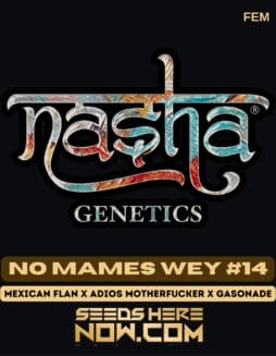 Nasha Genetics - No Mames Wey #14 {FEM}Nasha Genetics - No Mames Wey 14 FEM