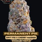 Permanent Pie (Feminized) - Nasha Genetics