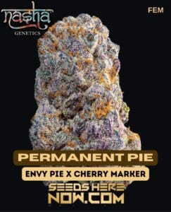 Permanent Pie (feminized) - Nasha Genetics