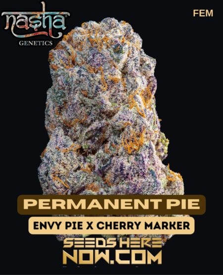 Nasha Genetics - Permanent Pie {fem}