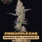 Pineapple Gas (Feminized) - Nasha Genetics