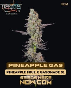 Pineapple Gas (feminized) - Nasha Genetics