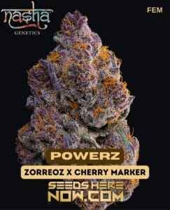 Powerz (feminized) - Nasha Genetics