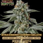 Strawberry Cherry Gelato (Feminized) - Raw Genetics