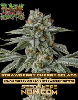 Raw Genetics - Strawberry Cherry Gelato {FEM}Raw Genetics - Strawberry Cherry Gelato FEM